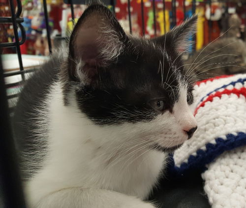 Pierre