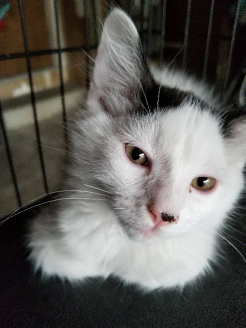 Smudge