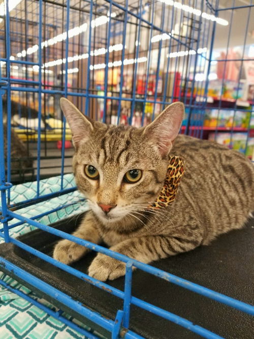 Tigger