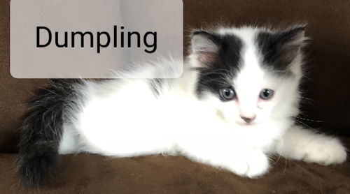 Dumpling