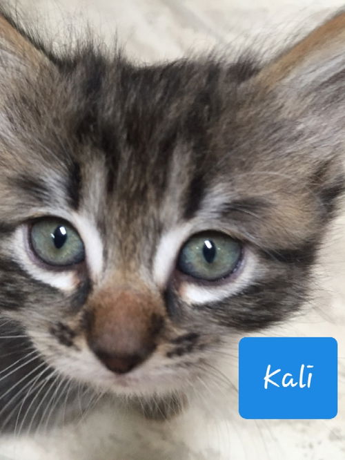 Kali