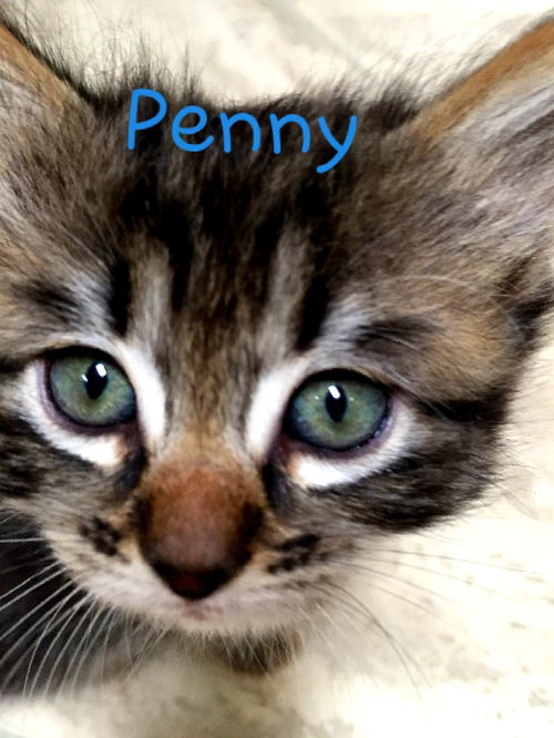 Penny