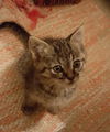 Dobby