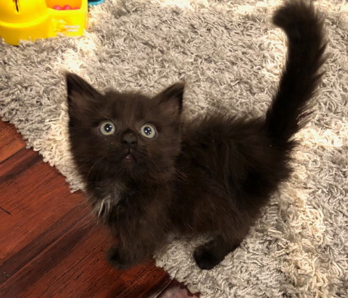 Pippa
