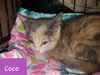 Coco