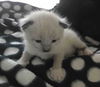 Polar