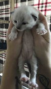Polar