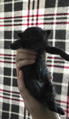 Sun Bear