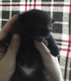 Sun Bear