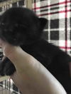 Sun Bear