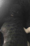 Sun Bear