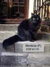Morticia