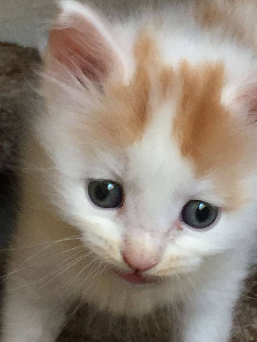 Sugar (formerly Peach)