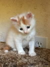 Sugar (formerly Peach)
