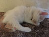 Sugar (formerly Peach)