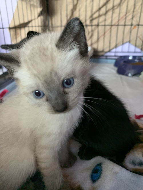 Simba