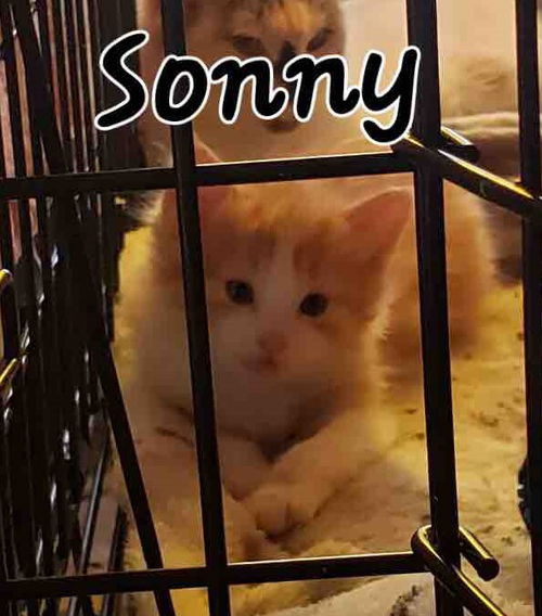 Sonny