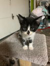 Tuxey