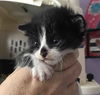 Tuxey