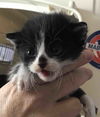 Tuxey