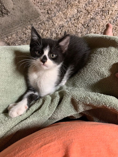 Tuxey