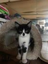 Tuxey