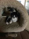 Tuxey