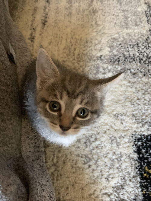 Dumpling
