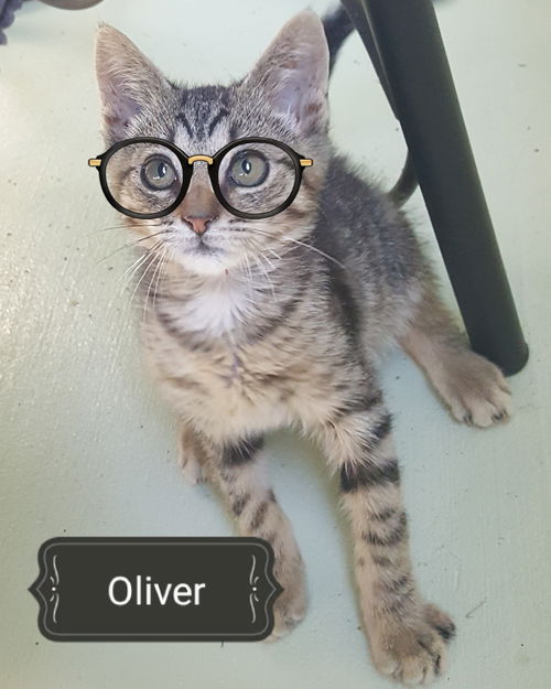 Oliver