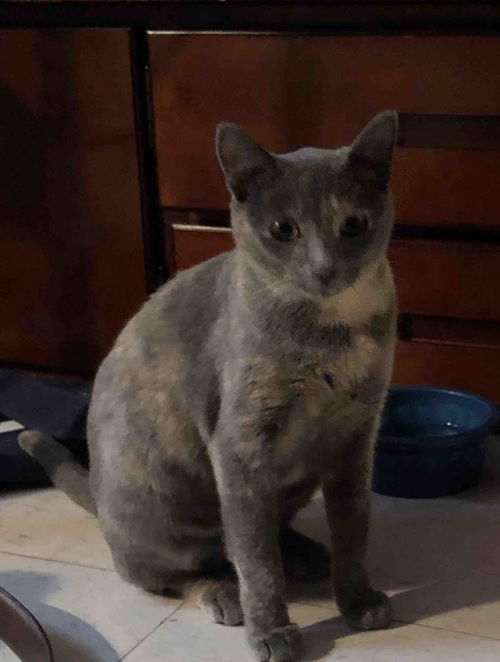 Cora