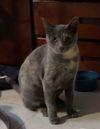 Cora