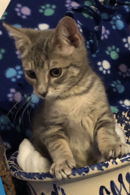 Simon