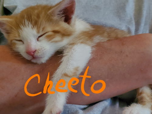 Cheeto