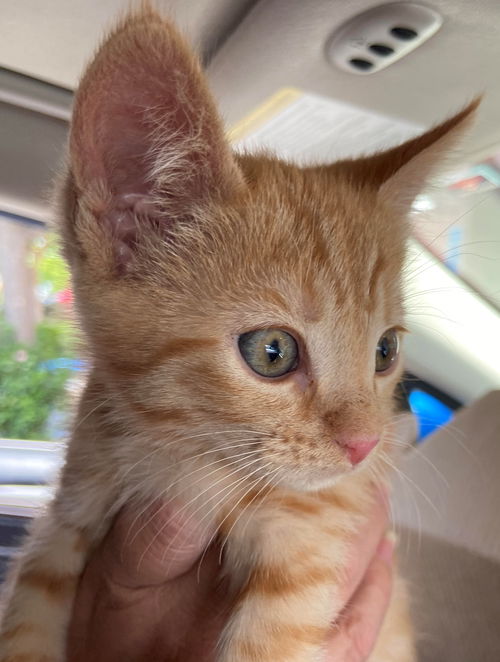 Toni - Heidi Kitten orange 2