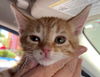 Toni - Heidi Kitten orange 2
