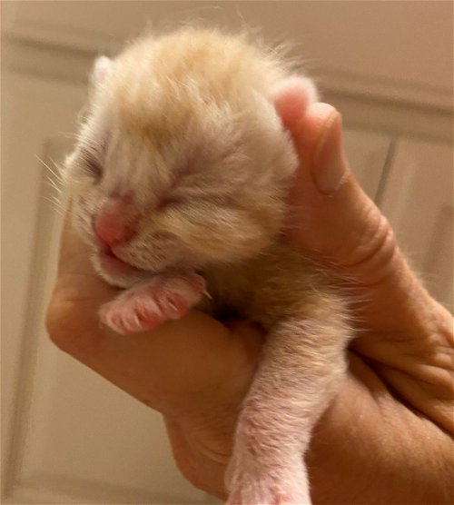 Garfield (Beezy kitten)