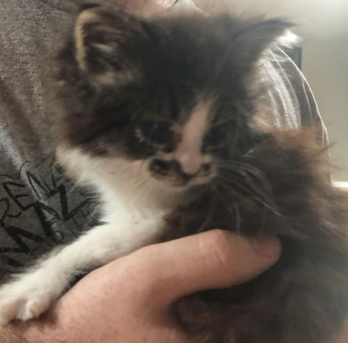 Pip