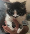 Pip