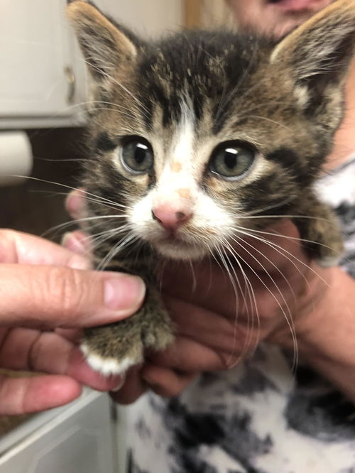 Mittsy - Gray/Black tabby Shed Kitten