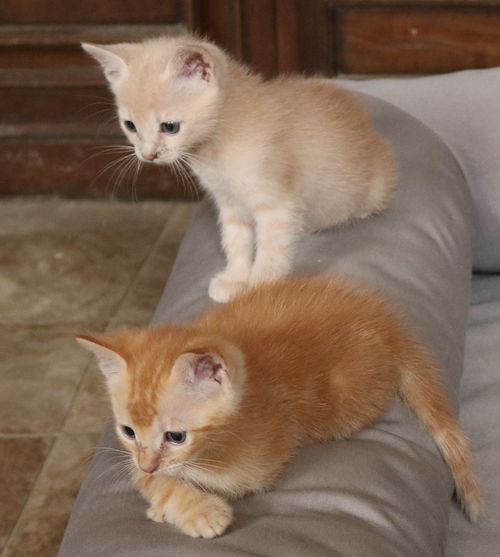 Tommie  - Linda Mc orange tabby 1