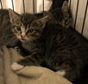 Tigger- Simonida Tabby & White