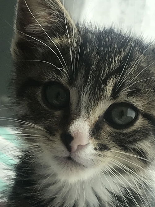 Tigger- Simonida Tabby & White