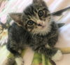 Tigger- Simonida Tabby & White