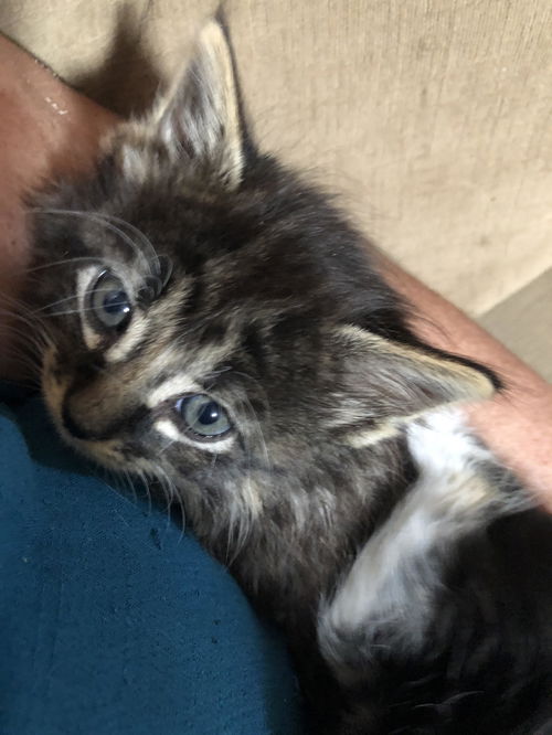 Morty - Maine Coon - Surveyor tabby white boots