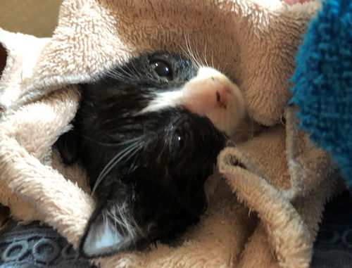 Curly - Sacto kitten