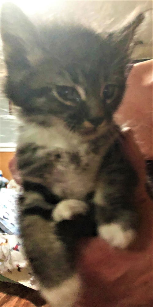 Shadow - Jenessa dark tabby