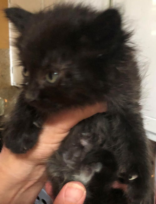 Deeno aka Boots - Pine black kitten 2