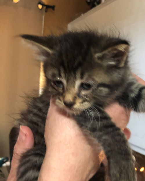 Pretzel - Dora - Pine tabby kitten
