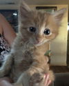 Georgie - Dumpster kitten orange