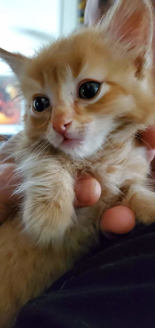 Georgie - Dumpster kitten orange